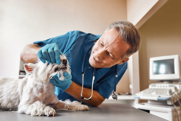 Best Emergency Gum Treatment in Broussard, LA